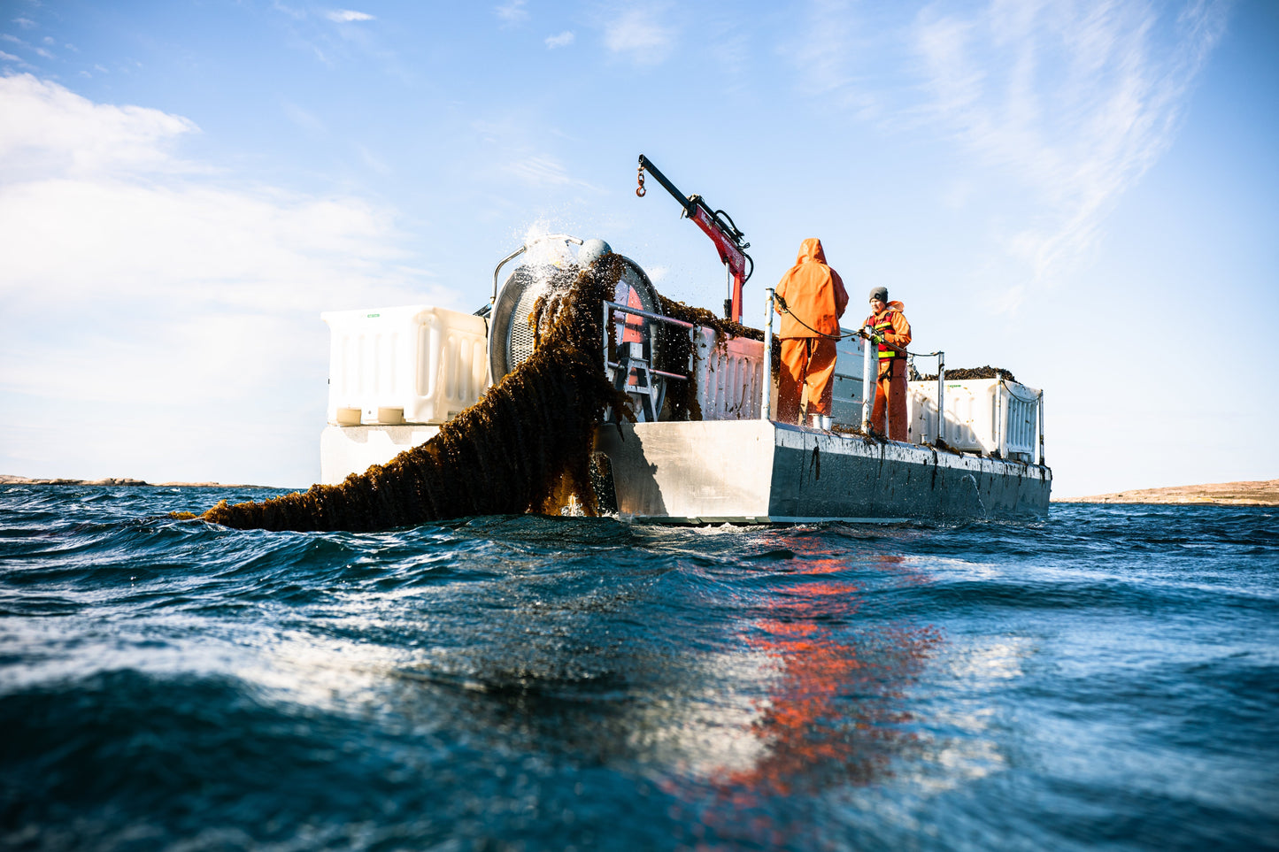 Why Seaweed Is One of the Planet’s Most Sustainable Crops