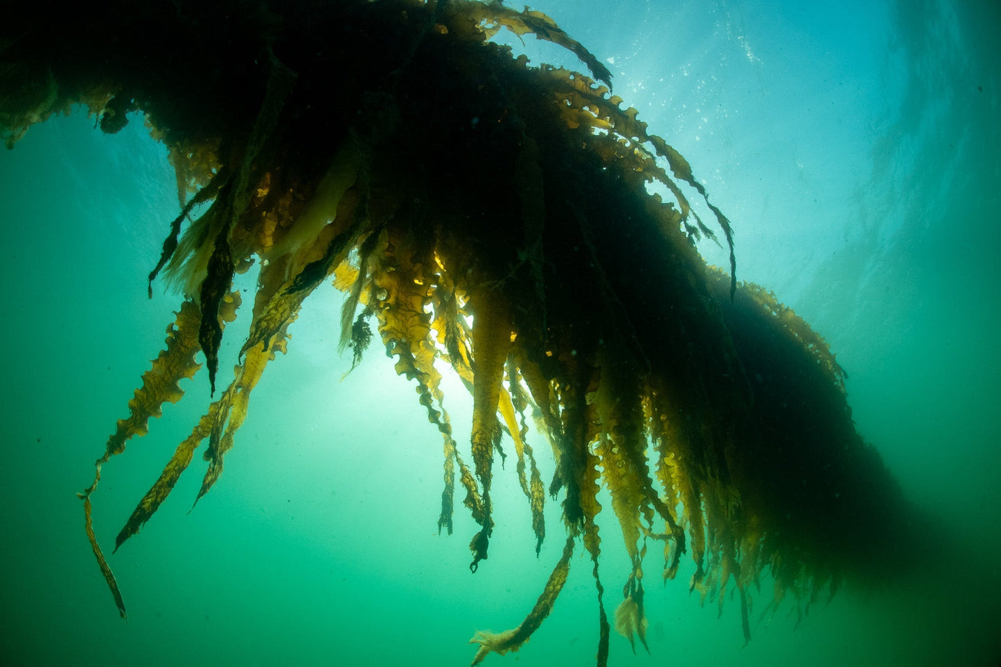 Understanding Carbon-Negative Ingredients