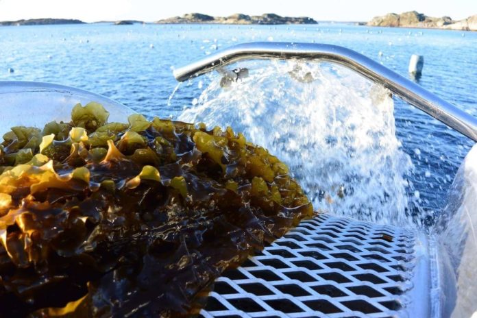 From Ocean to Ingredient: How Responsibly Sourced Seaweed Supports Sustainability